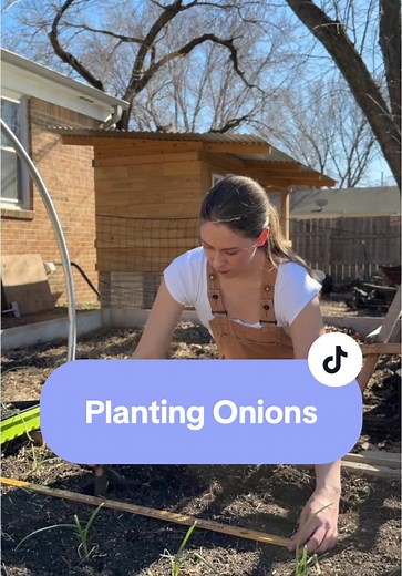 Planting Onions: A Complete Growing Process Guide