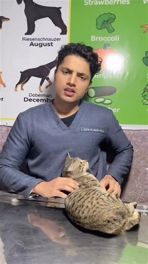 Surg. Dr. Abdul Ahad 🥇 | Key Stages of Cat Pregnancy Trimester 1 (Days 1–21): Early signs are subtle but may include a slight increase in appetite or behavior... | Instagram