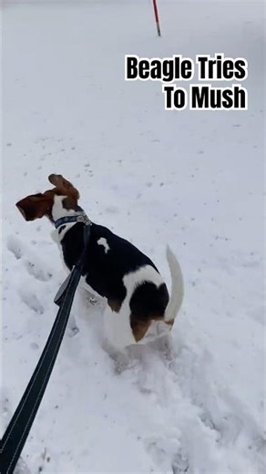 Cute Beagle thinks he’s a Husky #beagle #cutebeagle #dogpulling