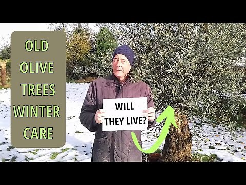 Olive Tree Care, (Olive Tree Winter Protection) Gardening UK