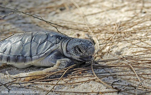 Flatback Turtle | Oceana
