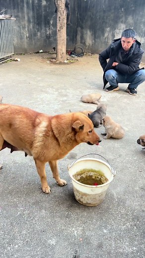 Don't set off firecrackers in front of your dog. #It just can't talk, but it understands everything.