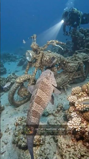 What This Fish Discovered Shouldn’t Exist - It Started With a Phone… Then Got Worse