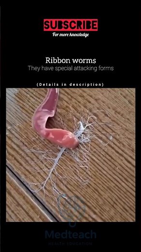 Ribbon Worm’s Crazy Attack! 😱 Nature’s Alien Power. #skincare #youtubeshorts
