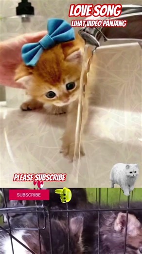 #shortmusic #music #musik #lagu #lovesong