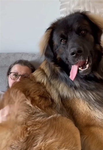 Leonberger dog facts: adult Leonberger behavior & family fit