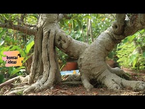 40 Year Old Ficus Bonsai | Bonsai Care