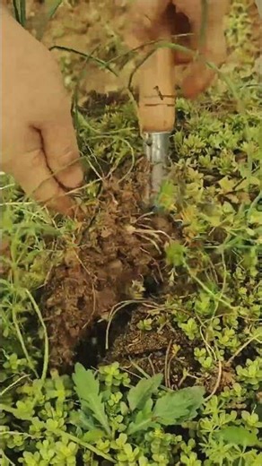 How to Dig and Clean Chive Bulbs Perfectly! #LabeeqAgriFarm #GardeningHacks #Farming 🧅🛠️✨