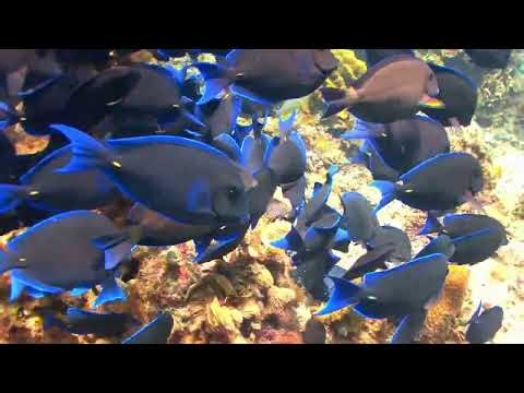 Ocean Waves Background Video | Relaxing Sea Scenery