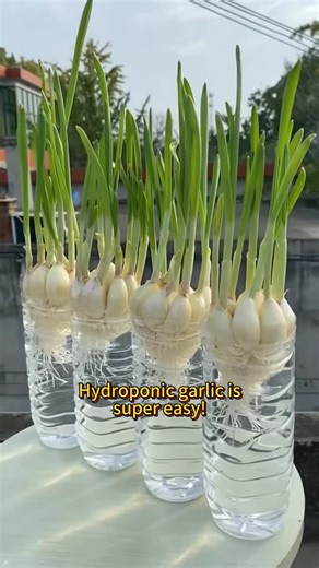 Garden Hacks on Instagram: "Easy hydroponic garlic hack"