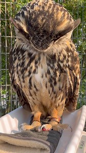 Winston (Eurasian eagle owl) is trained to fly to a baited glove on the scales so we can track his weight. ❤️ 🦉 | The Creature Conservancy