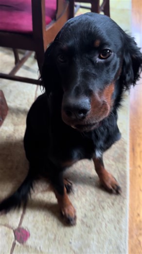 Anyone had a dog slip a soup bone over its lower jaw? I love him but come on man!!! #dog #dogsoftiktok #offtothevet #blackmagic #bones