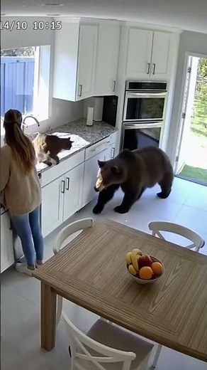 Cat vs Bear in Kitchen 😱 (Real Footage?)