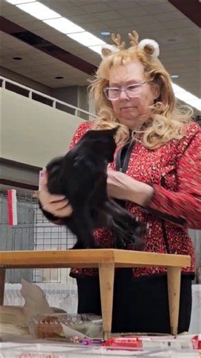 Best Cat Show: Hilarious Cat Moments