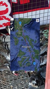 San ricardo layte to Talavera Nueva Ecija 781km inter island race! #powerflightkalapatids #marathonpro #highlights #fypシ | Team Chambalero Brothers Loft