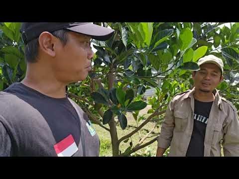 How To Prune A J33 Jackfruit Tree