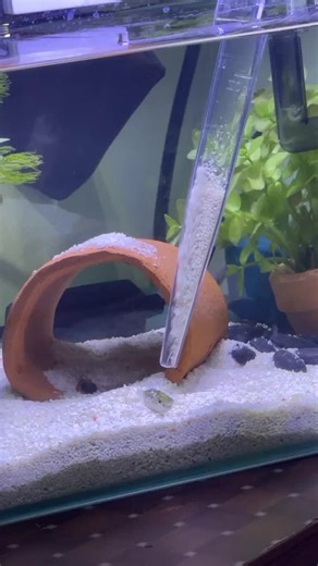 wait for it... (ig: ploytawi) | surprise shawty