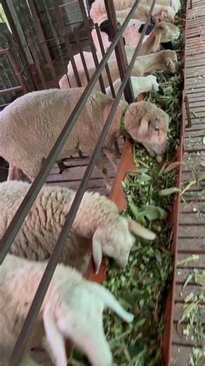 Ramadhootha’s sheep form