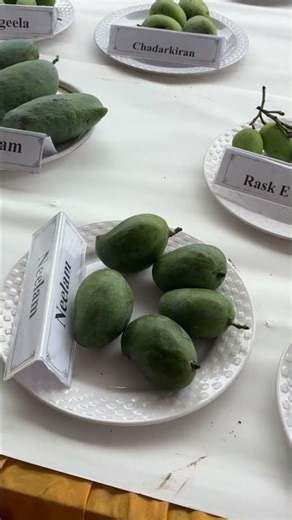 Mangos Different Different Varieties ‪@MeloMangoMusic‬