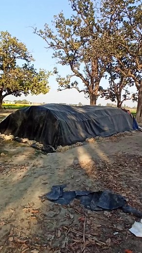 2.2K views · 45 reactions | Guineafowl farm #reels #guinea #Poultry | Farming Guide | Facebook