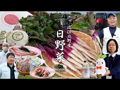 【近江日野産 日野菜】滋賀県日野町では伝統を大切に日野菜を栽培し続けています