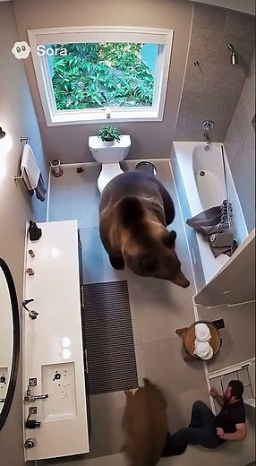A deer and bear crash through man’s bathroom window.