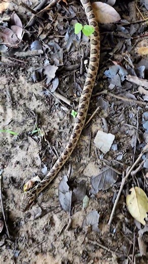 Bodoquena banded cat-eyed snake (Leptodeira pulchriceps) #shorts