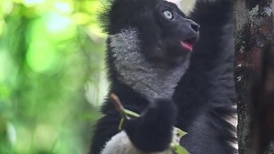 29K views · 2.4K reactions | The Indri is one of the largest lemur species in Madagascar. Sadly, this species is considered critically endangered by the International Union for Conservation of Nature (IUCN), due to loss of habitat and uptick in hunting. #videooftheday #madagascarmonday | Animal Planet | Facebook