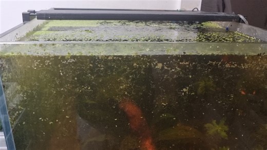 Watch Fluval plant 3.0 LED, I love the control of the app! on Amazon Live