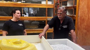 Our reticulated python laid eggs!