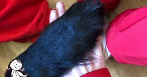 About us - Autism Assistance Dogs Ireland