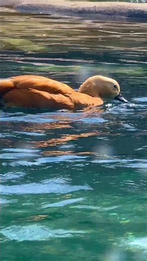 Have you ever seen a bird enjoying a sunny pool day like this? ☀️🐦💦