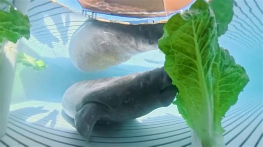 Melbourne Beach manatee, Melby, recovers at SeaWorld after storm drain rescue