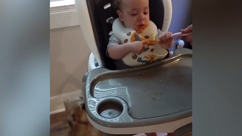 Cute Babies and Animals