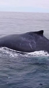 Did you know we identify humpback whales by the unique patterns of the underside neath of their tails These patterns are as unique as our fingerprints. 🐋 Book your trip now using | Ocean.Tour