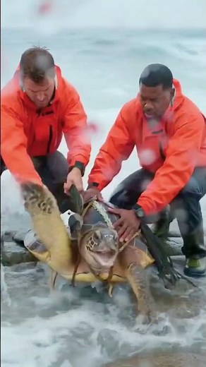 Saving a Sea Turtle's Life! (Faith in Humanity Restored)
