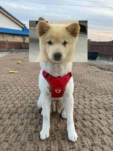 진돗개 성장과정♥️ #강아지