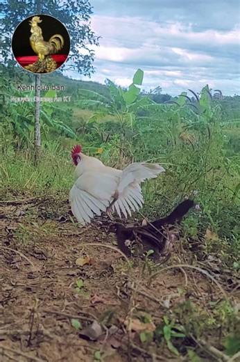 Bẫy Gà rừng gà mái kaka Thẻ nhớ 4GB – 99k miễn phí ship Có sẵn file gà mái trong thẻ.0355977988