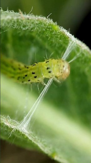 Caterpillar Making Cocoon - ASMR | Caterpillar Cocoon Time Lapse