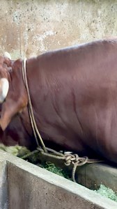 54K views · 984 reactions | Sapi raksasa 1,3 ton #sapi #animals #cow #bull | Revan Dolan Kandang | Facebook