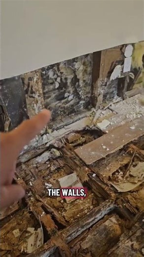 BEWARE of this house eating fungus...