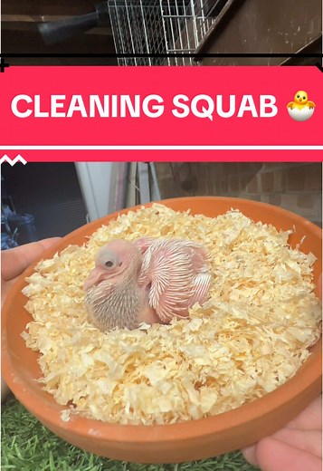 Cleaning My Baby Pigeon Squab in 10 Seconds