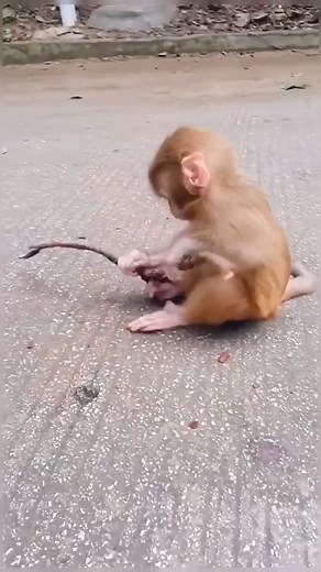 baby monkey playing | MonkeyLo️