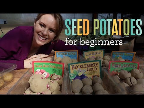 Preparing Seed Potatoes for Planting - Seed potatoes for beginners.