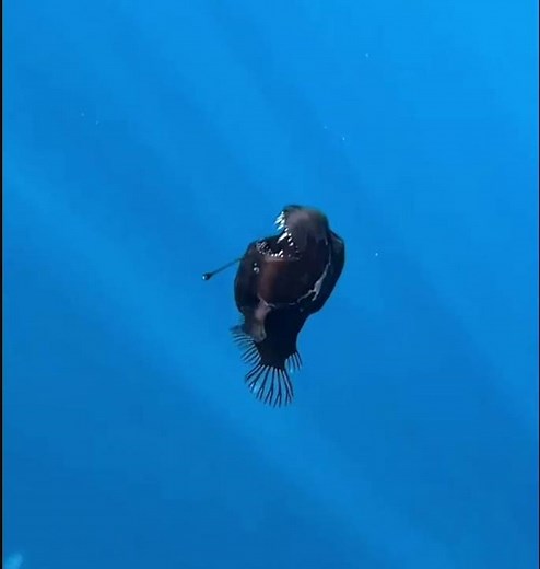 Rare footage of the humpback anglerfish — the Melanocetus johnsonii species of black seadevil
