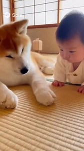 Cão Akita brincando com bebê #akita #bebê | Carla Pacheco