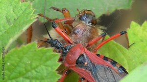 Rote Mordwanze (Rhynocoris iracundus) erbeutet Käfer im Moseltal