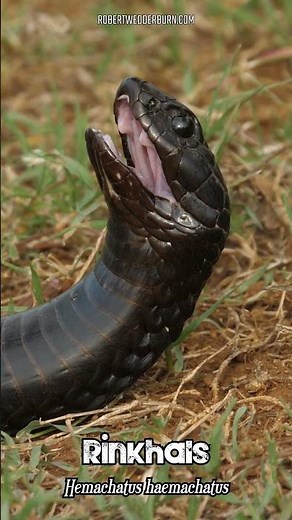 What Do You Think This Snake Is Doing?🐍