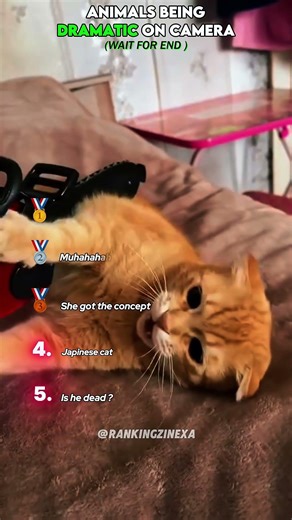 ANIMALS BEING DRAMATIC ON CAMERA