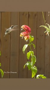 114K views · 18K reactions | The female Ruby-throated hummingbird feeds on the nectar of the shrimp flowers. | Iman Photography | Facebook